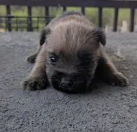 Oz ( Wheaton color), a male Cairn Terrier for sale in Little Rock, AR – Photo 3 of 3