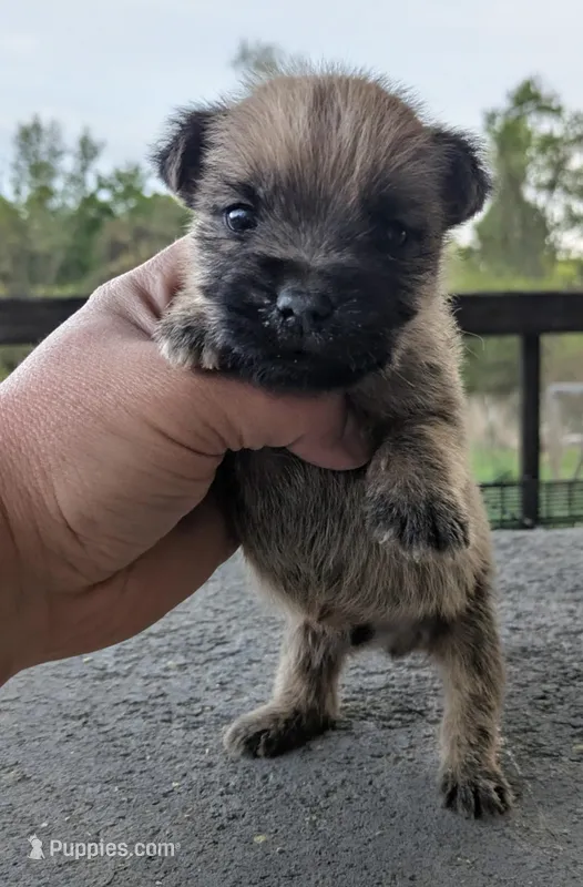 Oz ( Wheaton color) – Cairn Terrier puppy for sale in Little Rock, AR