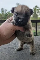 Oz ( Wheaton color), a male Cairn Terrier for sale in Little Rock, AR – Photo 1 of 3