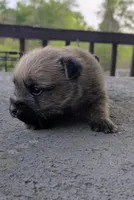 Oz ( Wheaton color), a male Cairn Terrier for sale in Little Rock, AR – Photo 2 of 3