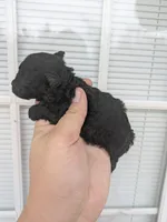 Runtly , a male Cavapoo for sale in Little Rock, AR – Photo 2 of 2