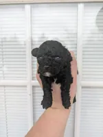 Runtly , a male Cavapoo for sale in Little Rock, AR – Photo 1 of 2