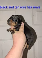 Loki wire hair , a male Miniature Dachshund for sale in Little Rock, AR – Photo 1 of 2