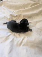 Loki , a male Miniature Dachshund for sale in Little Rock, AR – Photo 2 of 2