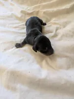 Loki , a male Miniature Dachshund for sale in Little Rock, AR – Photo 1 of 2