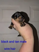 Loki wire hair , a male Miniature Dachshund for sale in Little Rock, AR – Photo 2 of 2
