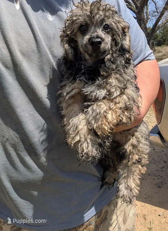 Grant ( Grey sable ) short legged  – Poodle - Toy  puppy for sale in Little Rock, AR