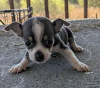 Bluey ( blue tri ), a male Chihuahua for sale in Little Rock, AR – Photo 1 of 2