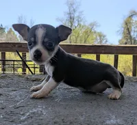 Bluey ( blue tri ), a male Chihuahua for sale in Little Rock, AR – Photo 2 of 2