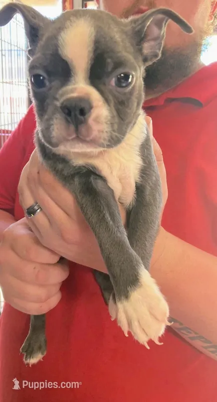 Bluey ( blue color ) AKC  – Boston Terrier puppy for sale in Little Rock, AR
