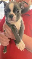 Bluey ( blue color ) AKC , a male Boston Terrier for sale in Little Rock, AR – 1 of 1