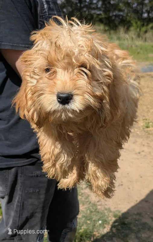 Goldy  – Miniature Goldendoodle puppy for sale in Little Rock, AR