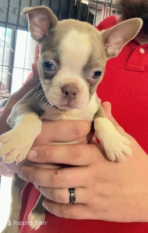 Lily ( lilac color AKC) – Boston Terrier puppy for sale in Little Rock, AR