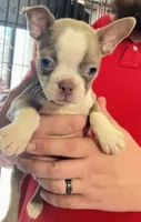 Lily ( lilac color AKC), a female Boston Terrier for sale in Little Rock, AR – 1 of 1