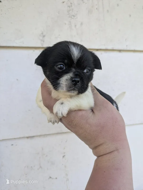 Pikachu  – Pekingese puppy for sale in Little Rock, AR