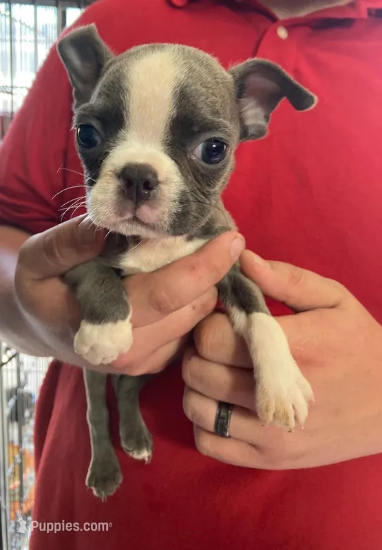 Rory ( blue AKC) – Boston Terrier puppy for sale in Little Rock, AR