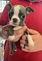 Rory ( blue AKC), a female Boston Terrier for sale in Little Rock, AR – 1 of 1