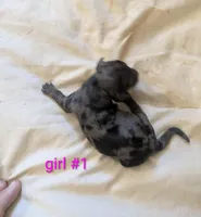 Harley DAPPLE , a female Dachshund for sale in Little Rock, AR – Photo 1 of 2