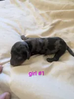 Harley DAPPLE , a female Dachshund for sale in Little Rock, AR – Photo 2 of 2