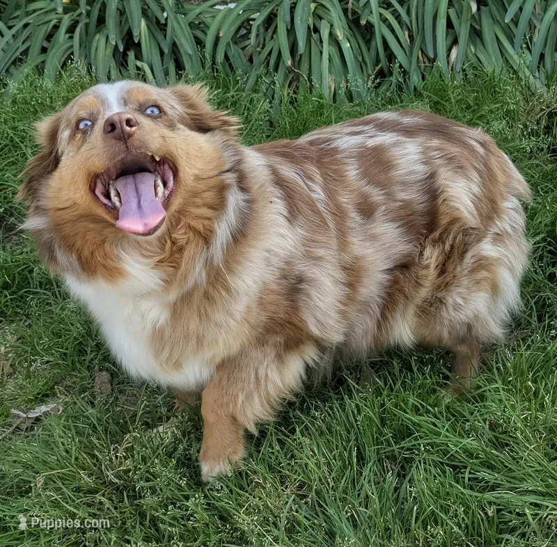 Pumpkin X Kermit  – Miniature American Shepherd puppy for sale in Little Rock, AR