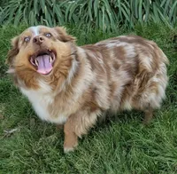 Pumpkin X Kermit , a  Miniature American Shepherd for sale in Little Rock, AR – Photo 1 of 2
