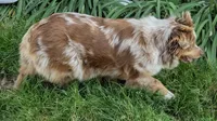 Pumpkin X Kermit , a  Miniature American Shepherd for sale in Little Rock, AR – Photo 2 of 2