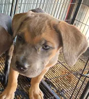 Rory AKC formentino, a female Cane Corso for sale in Little Rock, AR – 1 of 3