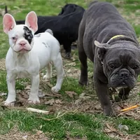 Chomper AKC reduced price , a female French Bulldog for sale in Little Rock, AR – Photo 1 of 2