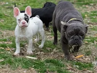 Chomper AKC , a female French Bulldog for sale in Little Rock, AR – Photo 1 of 2