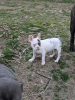 Chomper AKC , a female French Bulldog for sale in Little Rock, AR – Photo 2 of 2