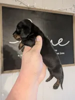 Luna smooth coat , a female Dachshund for sale in Little Rock, AR – Photo 2 of 2