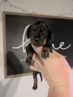 Luna smooth coat , a female Dachshund for sale in Little Rock, AR – Photo 1 of 2
