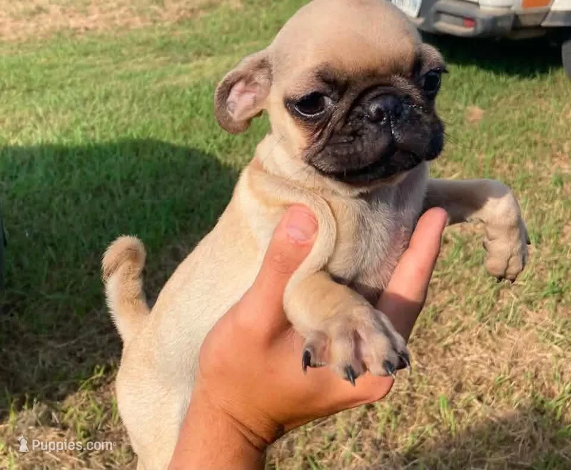 Frank – Pug puppy for sale in Little Rock, AR