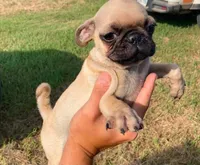 Frank, a male Pug for sale in Little Rock, AR – 1 of 1