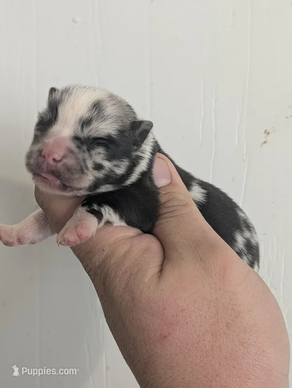 Copper ( Toy size Merle )