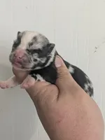 Copper ( Toy size Merle ), a male Pomsky for sale in Little Rock, AR – Photo 1 of 2