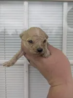 Midas , a male Cavapoo for sale in Little Rock, AR – Photo 1 of 2