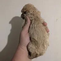 Midas Price reduced , a male Cavapoo for sale in Little Rock, AR – Photo 2 of 2