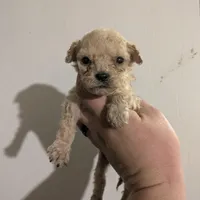 Midas Price reduced , a male Cavapoo for sale in Little Rock, AR – Photo 1 of 2