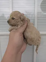 Midas , a male Cavapoo for sale in Little Rock, AR – Photo 2 of 2