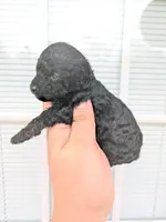 Gina , a female Cavapoo for sale in Little Rock, AR – Photo 2 of 2