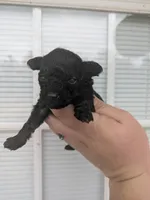 Gina , a female Cavapoo for sale in Little Rock, AR – Photo 1 of 2