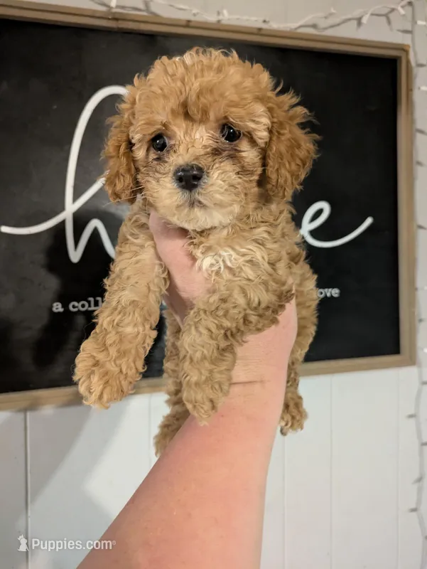 Ruby  – Cockapoo puppy for sale in Little Rock, AR