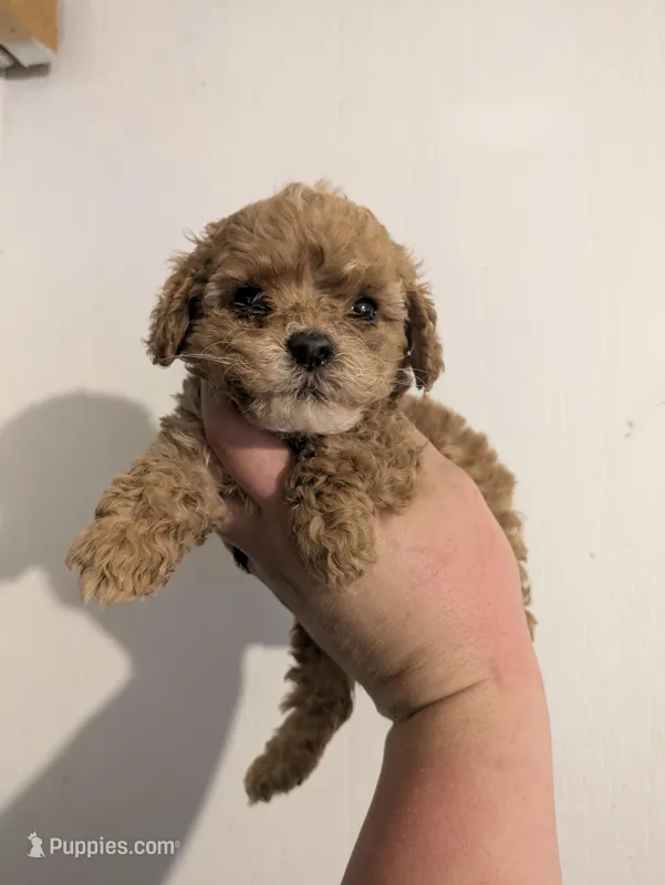 Ruby  – Cockapoo puppy for sale in Little Rock, AR