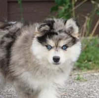 Boris ( mini size Merle ), a male Pomsky for sale in Little Rock, AR – 1 of 1
