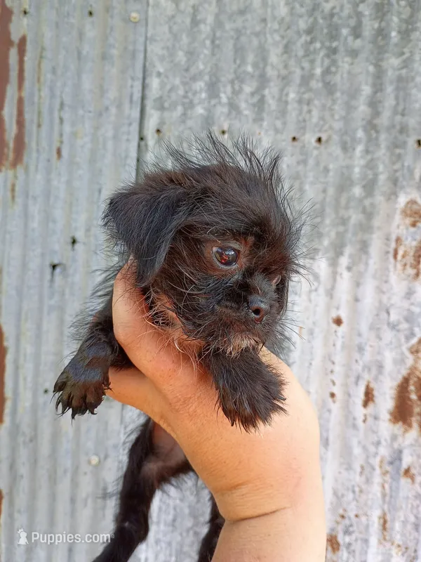 Sarge – Brussels Griffon puppy for sale in Little Rock, AR