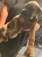 Rory AKC formentino, a female Cane Corso for sale in Little Rock, AR – 3 of 3