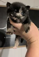 Steel ( toy size Merle ), a male Pomsky for sale in Little Rock, AR – Photo 1 of 3