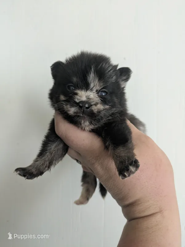Steel ( toy size Merle ) – Pomsky puppy for sale in Little Rock, AR