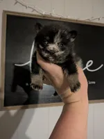 Steel ( toy size Merle ), a male Pomsky for sale in Little Rock, AR – Photo 3 of 3